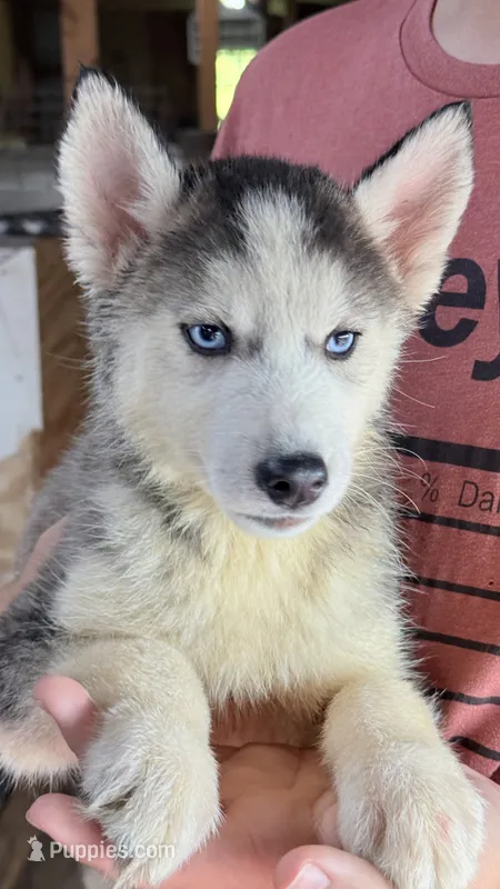 Brooke – Siberian Husky puppy for sale in Liberty, MS