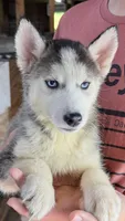 Brooke, a female Siberian Husky for sale in Liberty, MS – 4 of 7