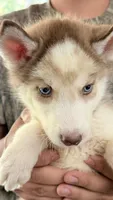 Diamond , a male Siberian Husky for sale in Liberty, MS – 7 of 10
