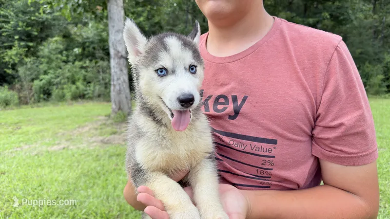 Brooke – Siberian Husky puppy for sale in Liberty, MS