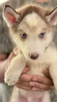 Diamond , a male Siberian Husky for sale in Liberty, MS – 6 of 10
