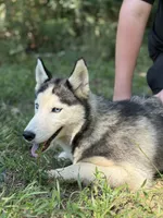 Blaze, a male Siberian Husky for sale in Liberty, MS – 6 of 6