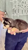 Lana, a female Siberian Husky for sale in Liberty, MS – 8 of 8