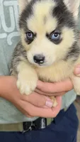 Lana, a female Siberian Husky for sale in Liberty, MS – 4 of 8