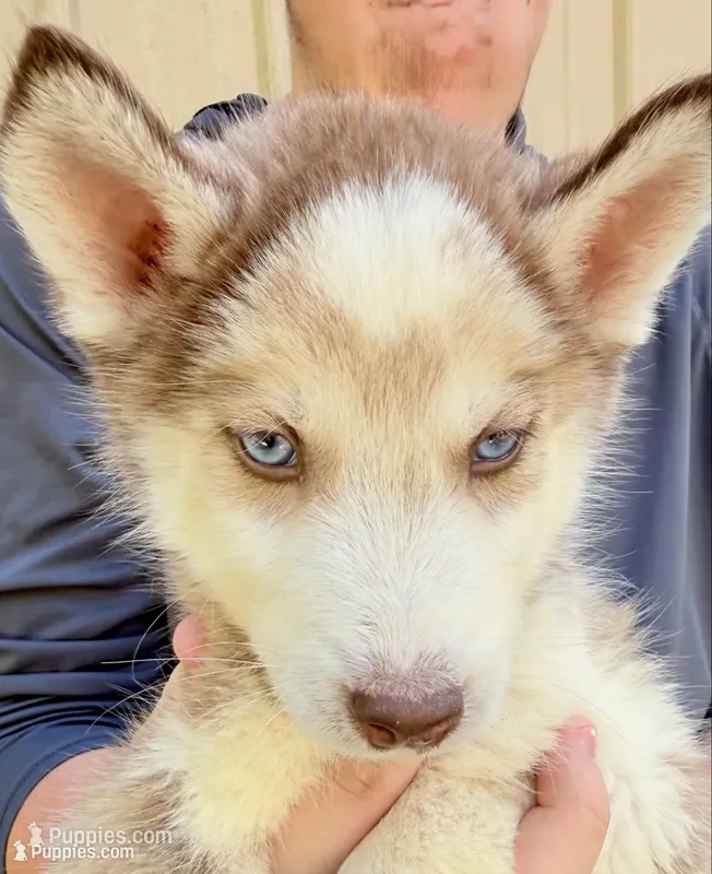 Diamond  – Siberian Husky puppy for sale in Liberty, MS