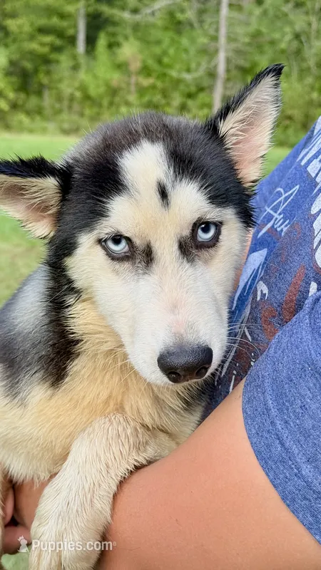 Lilly – Siberian Husky puppy for sale in Liberty, MS