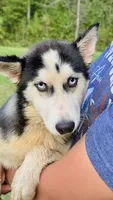 Lilly, a female Siberian Husky for sale in Liberty, MS – 1 of 9