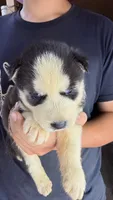 Liberty, a male Siberian Husky for sale in Liberty, MS – 4 of 4