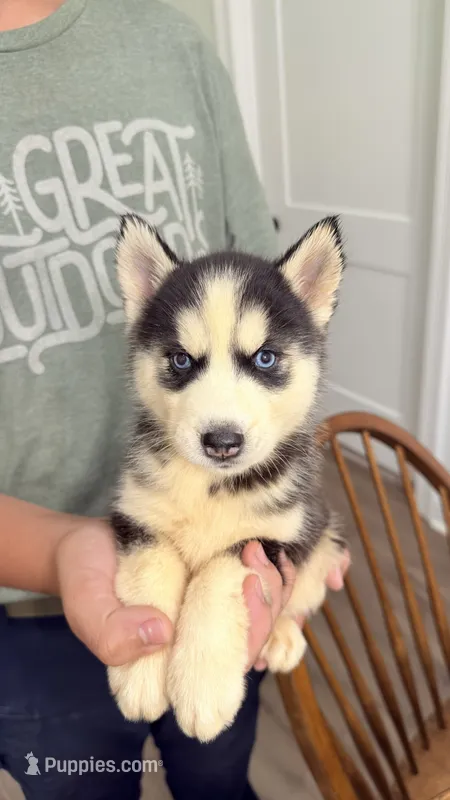 Liberty – Siberian Husky puppy for sale in Liberty, MS