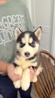 Liberty, a male Siberian Husky for sale in Liberty, MS – 1 of 6