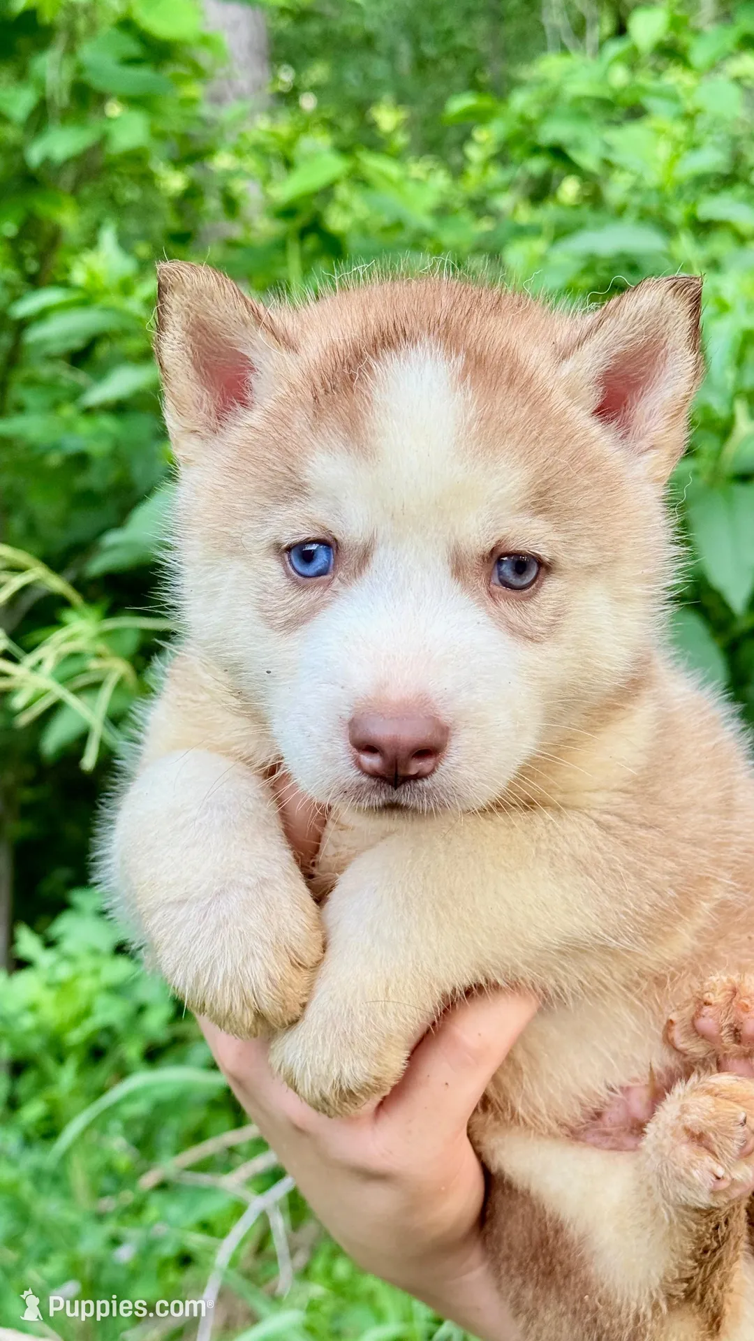 Bolt, a male Siberian Husky for sale in Liberty, MS – 6 of 8