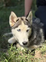Blaze, a male Siberian Husky for sale in Liberty, MS – 4 of 6