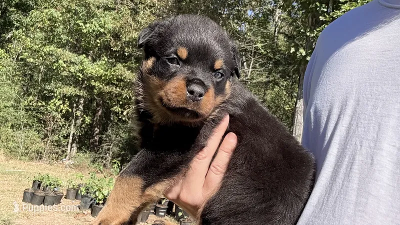 Tank  – Rottweiler puppy for sale in Liberty, MS
