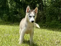 Balto , a male Siberian Husky for sale in Liberty, MS – 2 of 4