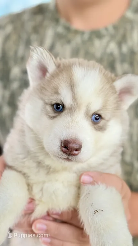 Foxy – Siberian Husky puppy for sale in Liberty, MS