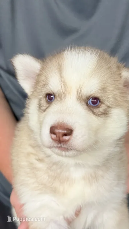Foxy – Siberian Husky puppy for sale in Liberty, MS