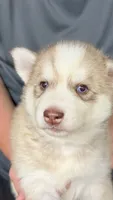 Foxy, a female Siberian Husky for sale in Liberty, MS – 1 of 7