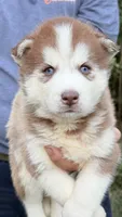 Bonnie, a female Siberian Husky for sale in Liberty, MS – 3 of 5