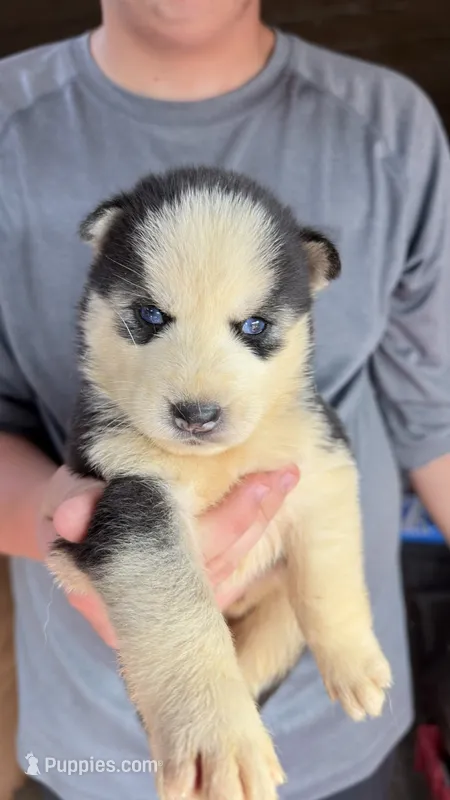 Leo – Siberian Husky puppy for sale in Liberty, MS