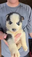 Leo, a male Siberian Husky for sale in Liberty, MS – 1 of 4