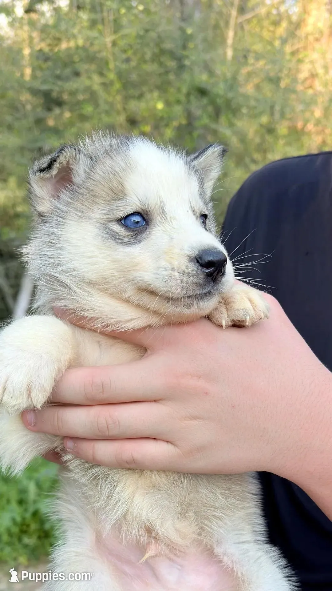 Blizzard, a male Siberian Husky for sale in Liberty, MS – Photo 2 of 3