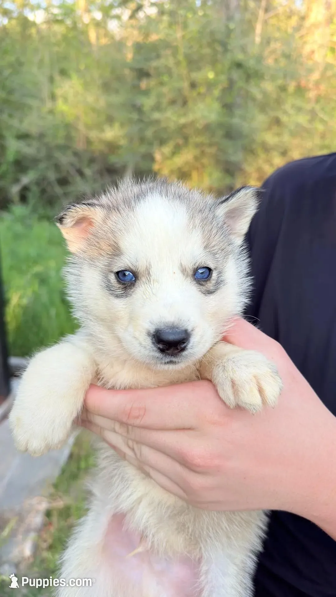 Blizzard, a male Siberian Husky for sale in Liberty, MS – Photo 3 of 3
