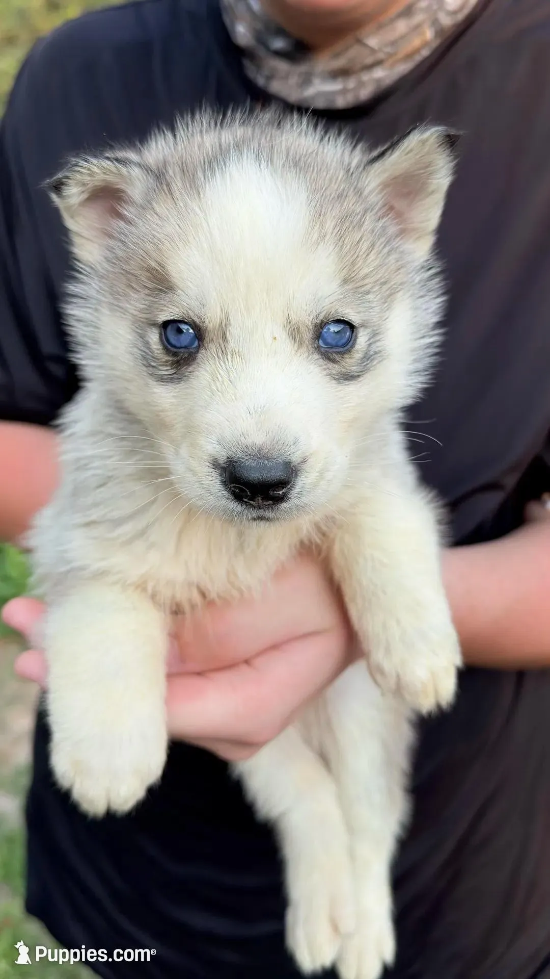 Blizzard – Siberian Husky puppy for sale in Liberty, MS