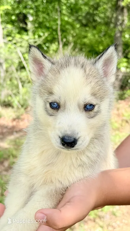 Blizzard – Siberian Husky puppy for sale in Liberty, MS