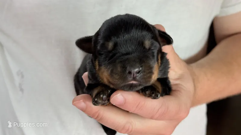 Sampson – Rottweiler puppy for sale in Liberty, MS