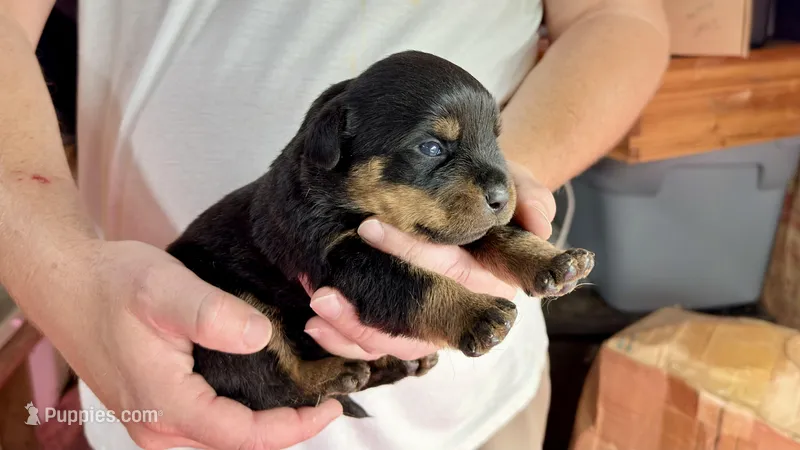 Sampson – Rottweiler puppy for sale in Liberty, MS