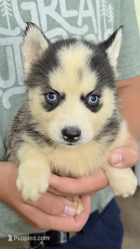 Lana – Siberian Husky puppy for sale in Liberty, MS