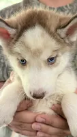 Diamond , a male Siberian Husky for sale in Liberty, MS – 3 of 10