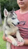 Brooke, a female Siberian Husky for sale in Liberty, MS – 5 of 7