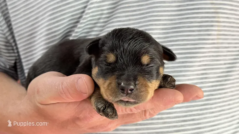 Butch – Rottweiler puppy for sale in Liberty, MS