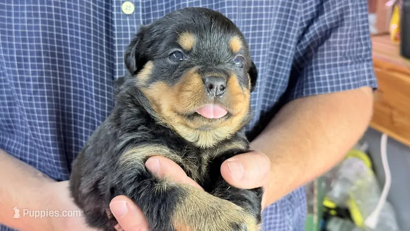 Butch – Rottweiler puppy for sale in Liberty, MS