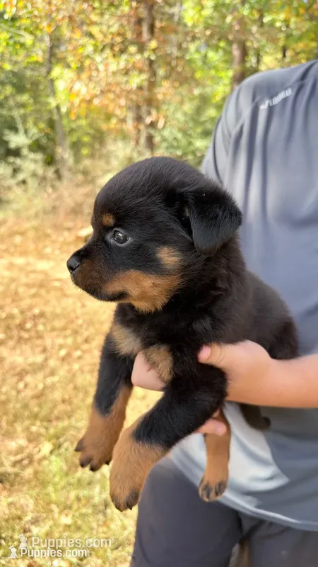 Butch  – Rottweiler puppy for sale in Liberty, MS