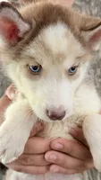 Diamond , a male Siberian Husky for sale in Liberty, MS – 8 of 10