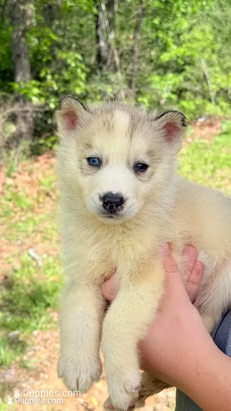Link – Siberian Husky puppy for sale in Liberty, MS