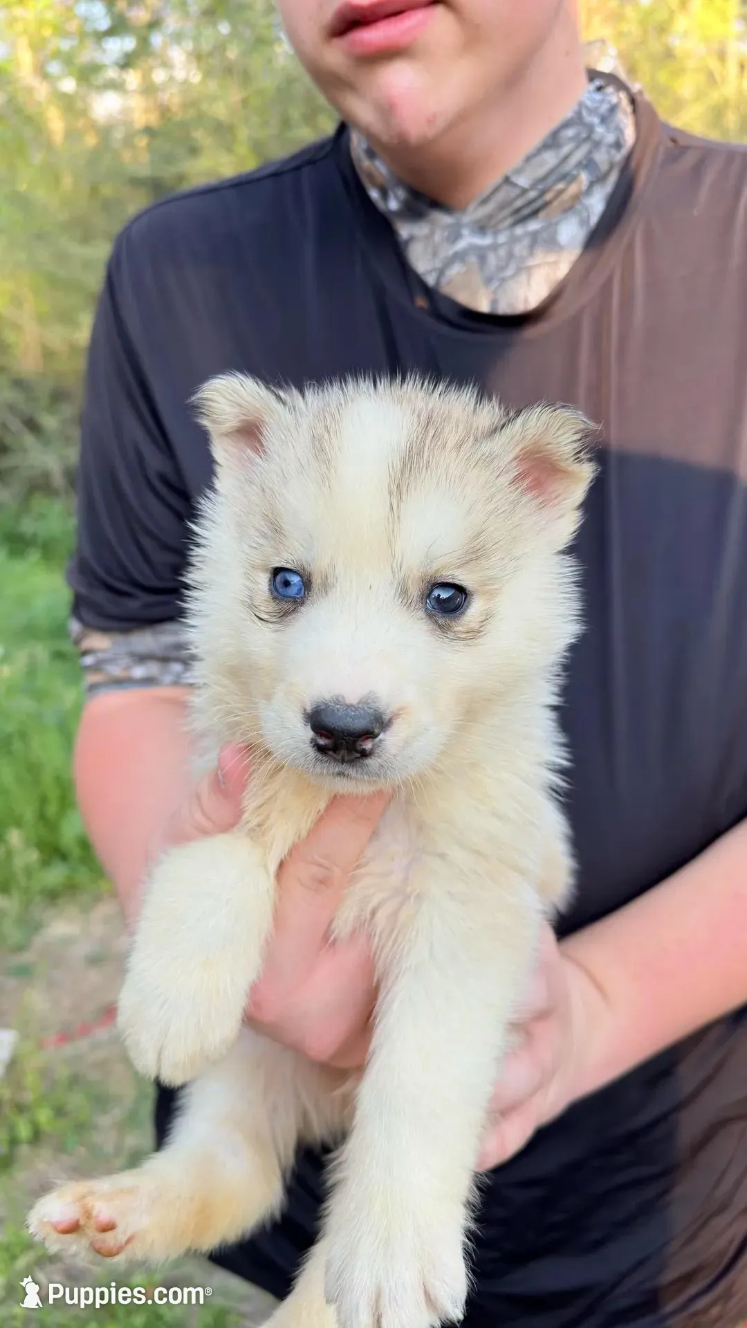 Link, a male Siberian Husky for sale in Liberty, MS – Photo 5 of 7