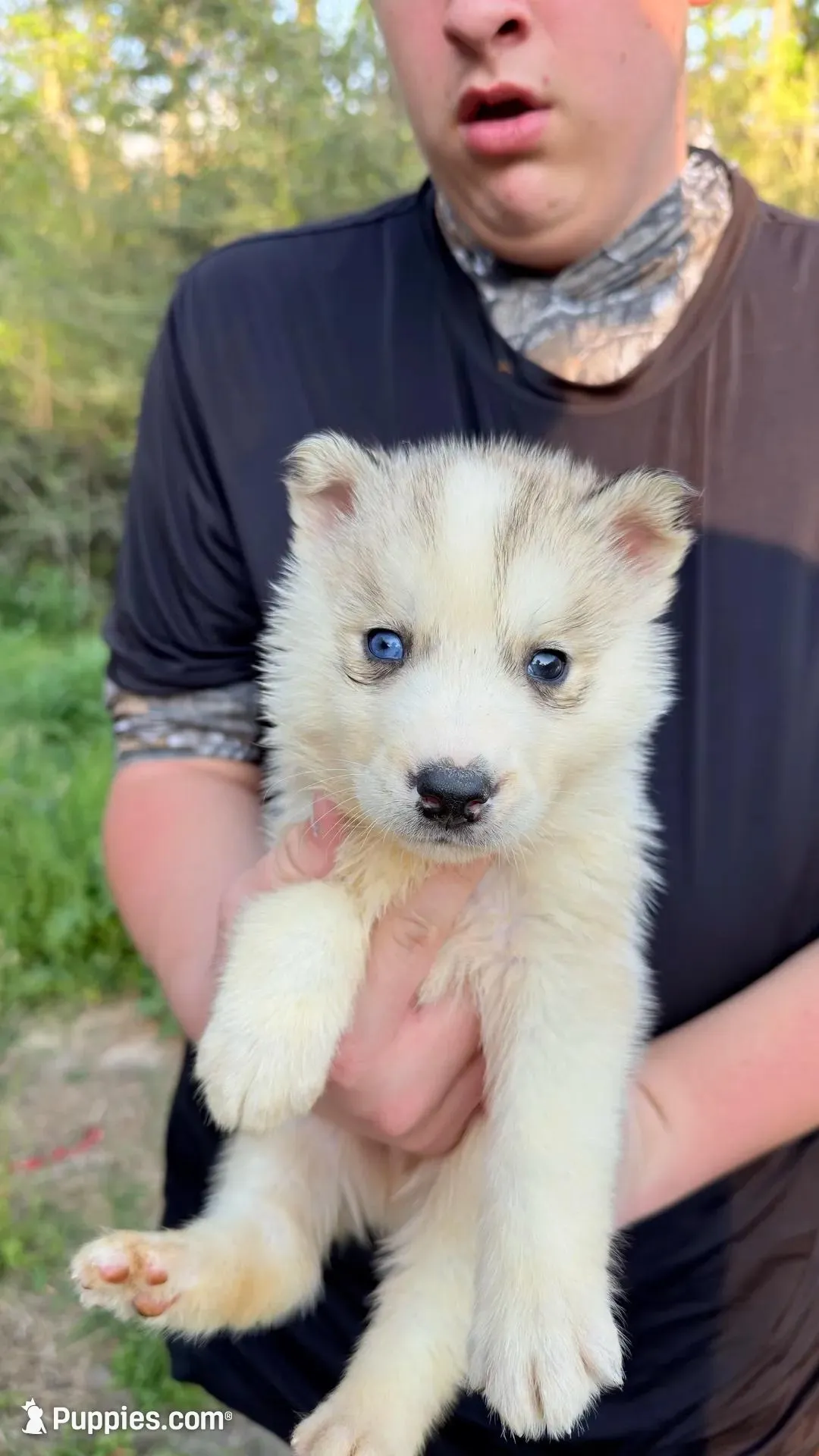 Link, a male Siberian Husky for sale in Liberty, MS – Photo 4 of 7