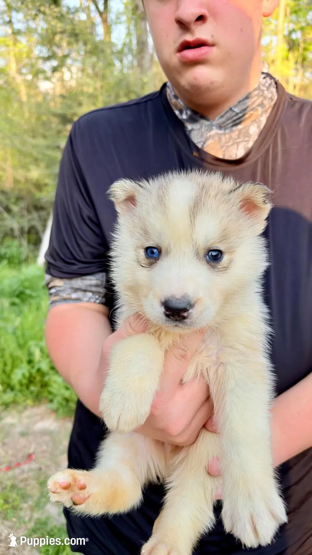 Link, a male Siberian Husky for sale in Liberty, MS – Photo 7 of 7