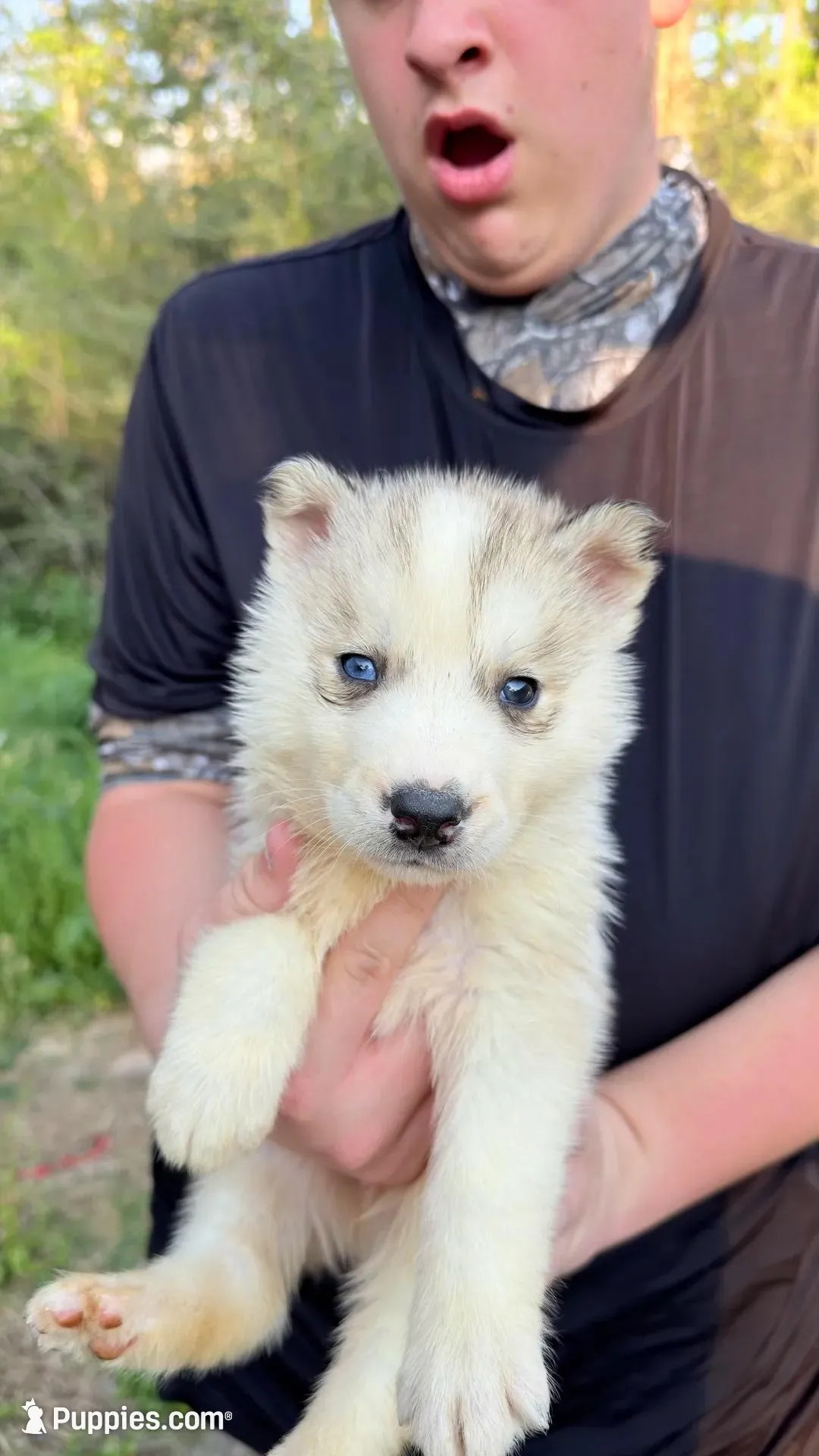 Link, a male Siberian Husky for sale in Liberty, MS – Photo 6 of 7