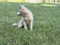 Phantom, a male Siberian Husky for sale in Liberty, MS – 4 of 6
