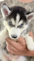 Topaz , a male Siberian Husky for sale in Liberty, MS – 2 of 9
