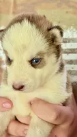     Cooper, a male Siberian Husky for sale in Liberty, MS – 2 of 6