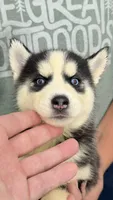 Liberty, a male Siberian Husky for sale in Liberty, MS – 2 of 6