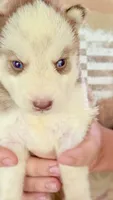     Cooper, a male Siberian Husky for sale in Liberty, MS – 5 of 6