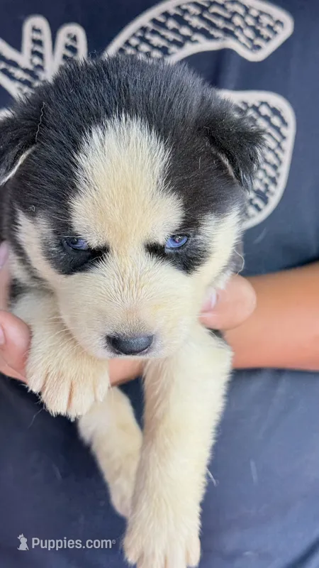 Liberty – Siberian Husky puppy for sale in Liberty, MS