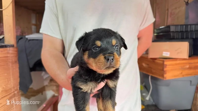 Lugnut  – Rottweiler puppy for sale in Liberty, MS