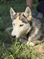 Blaze, a male Siberian Husky for sale in Liberty, MS – 2 of 6